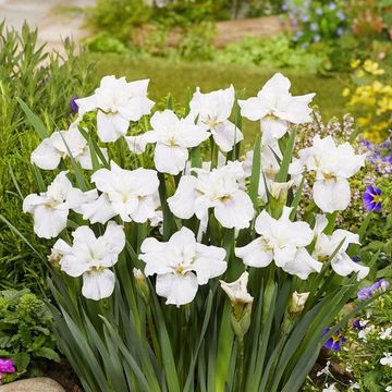 Iris sibirica 'Not Quite White'