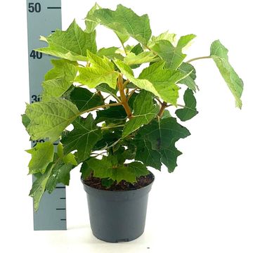 Hydrangea quercifolia 'Munchkin'