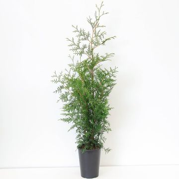 Thuja occidentalis 'Brabant'