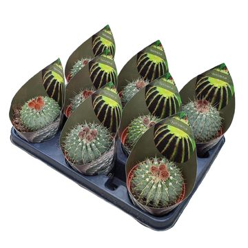 Notocactus buiningii