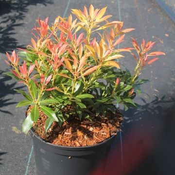 Pieris 'Forest Flame'