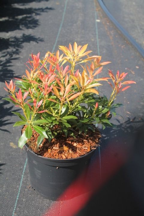 Pieris 'Forest Flame'