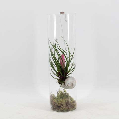 Arrangemang Tillandsia