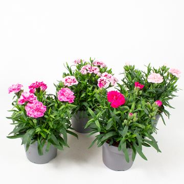 Dianthus OSCAR MIX
