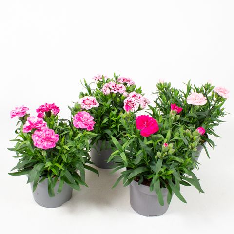 Dianthus OSCAR MIX
