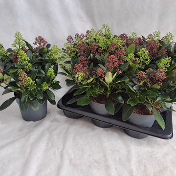 Skimmia japonica MIX IN POT