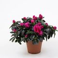 Rhododendron 'Flamenco'