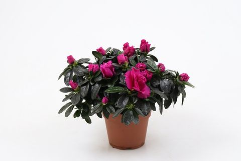 Rhododendron 'Flamenco'