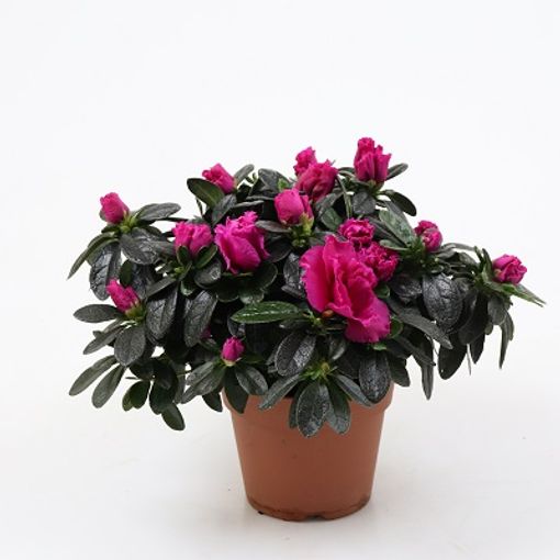 Rhododendron 'Flamenco'