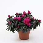 Rhododendron 'Flamenco'