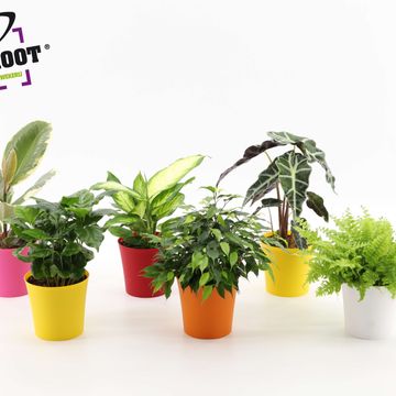 Plantes d'interieur MIX