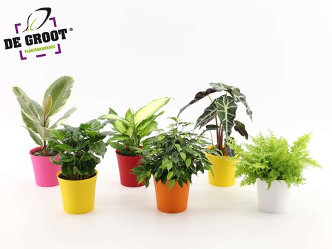 Plantes d'interieur MIX