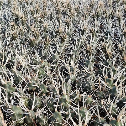 Tephrocactus articulatus papyracanthus