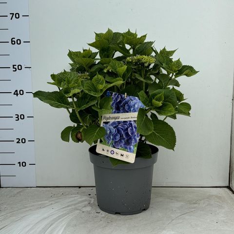 Hydrangea macrophylla 'Bodensee'