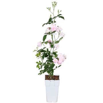 Rosa RED CASCADE