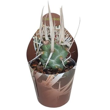 Tephrocactus articulatus papyracanthus