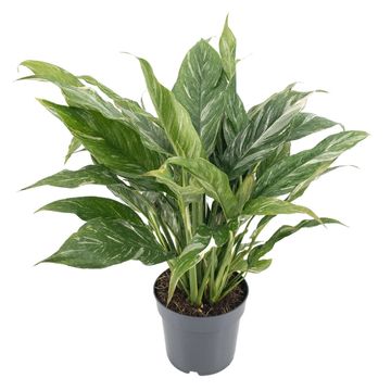 Spathiphyllum DIAMOND VARIEGATA