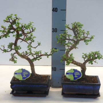 Portulacaria afra