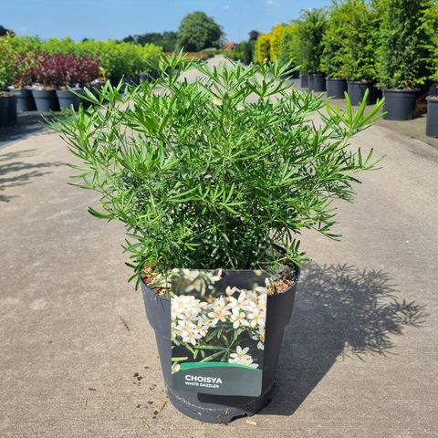 Choisya WHITE DAZZLER