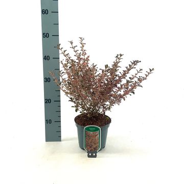 Coprosma 'Fire Burst'
