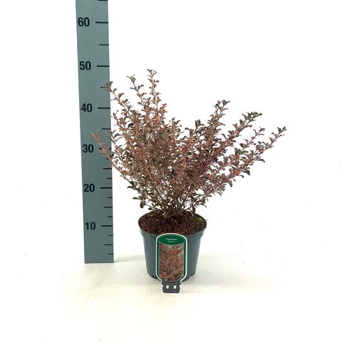 Coprosma 'Fire Burst'