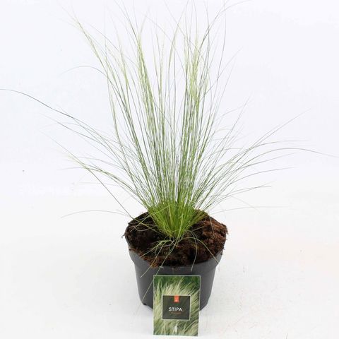 Stipa tenuissima 'Ponytails'