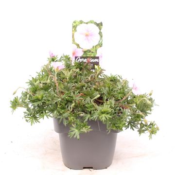 Geranium sanguineum 'Apfelblüte'