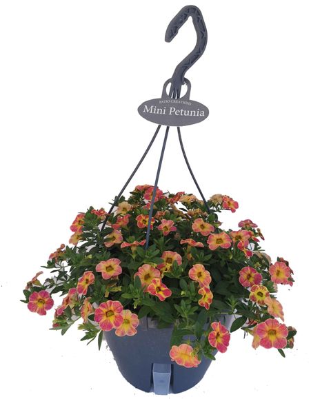 Calibrachoa CHAMELEON MIX