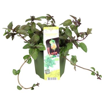 Mentha x piperita 'Black Mitcham'