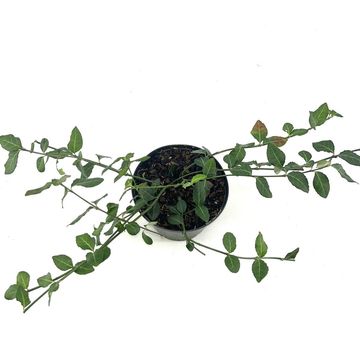 Euonymus fortunei 'Hort's Blaze'