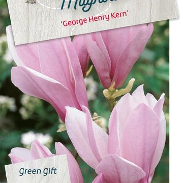 Magnolia 'George Henry Kern'