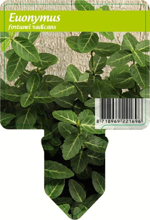 Euonymus fortunei radicans