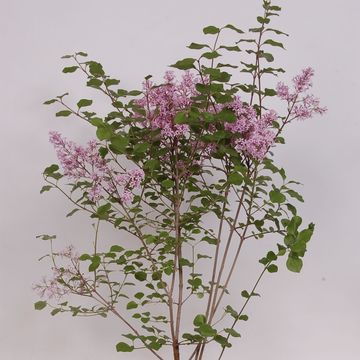 Syringa мейера 'Палибин'