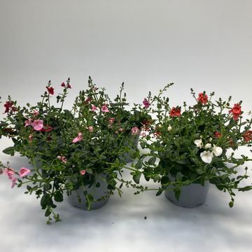Diascia MIX