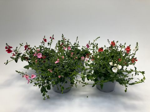 Diascia MIX
