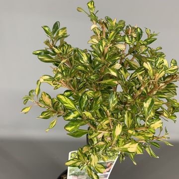 Coprosma 'Lemon and Lime'