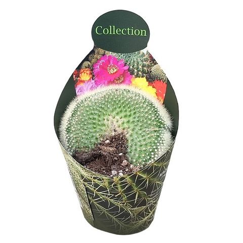 Mammillaria spinosissima pilcayensis cristata