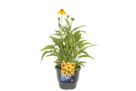 Echinacea 'Espinoso Yellow'