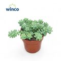 Sedum burrito