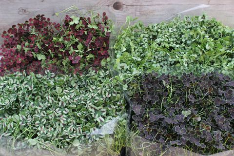 Trifolium repens MIX