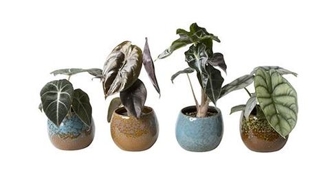 Alocasia MIX