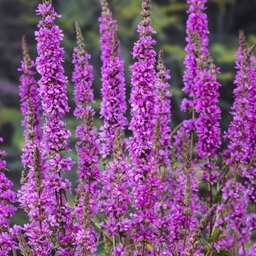 Lythrum salicaria