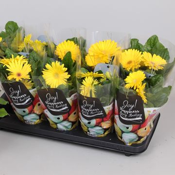 Gerbera COLOURGAME GEEL