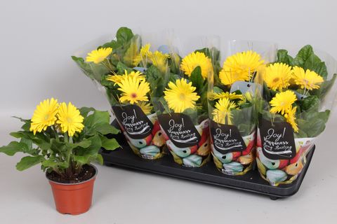 Gerbera COLOURGAME GEEL