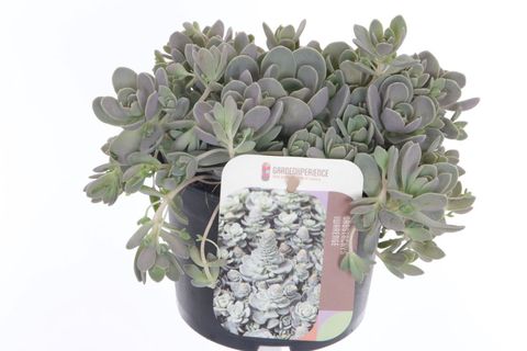 Orostachys iwarenge 'Chinese Hat'