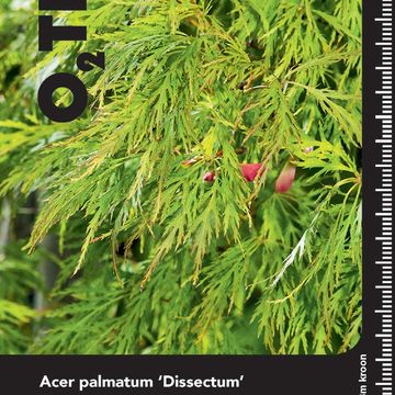 Acer palmatum 'Dissectum'
