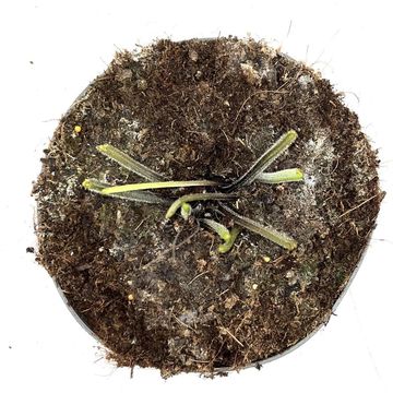 Brunnera macrophylla 'Jack Frost'