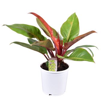 Philodendron 'Prince of Orange'