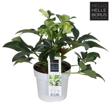 Helleborus JWLS ENDLESS