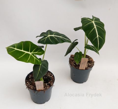 Alocasia micholitziana 'Frydek'